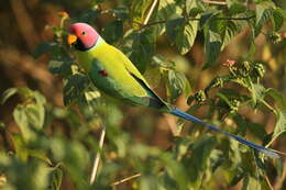 Image of Plum-headed Parakeet