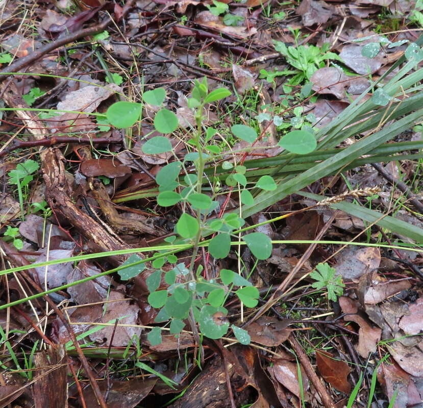 Image of Goodia medicaginea F. Muell.