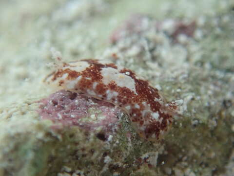 Image of Aphelodoris antillensis Bergh 1879