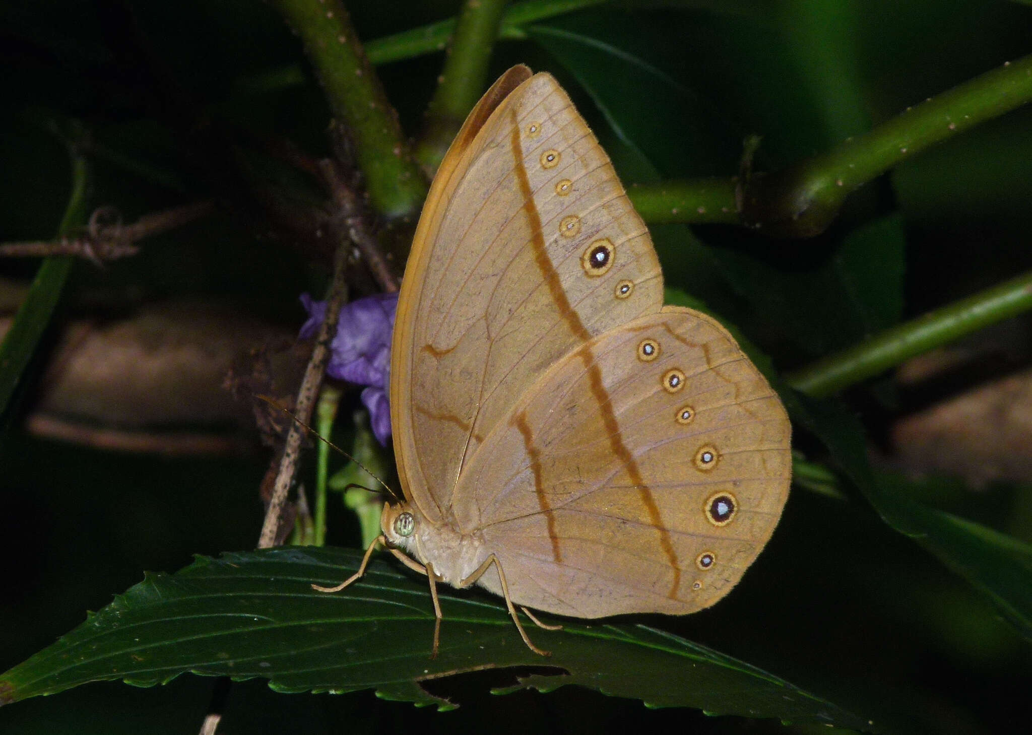 Image of Yellow Dryad