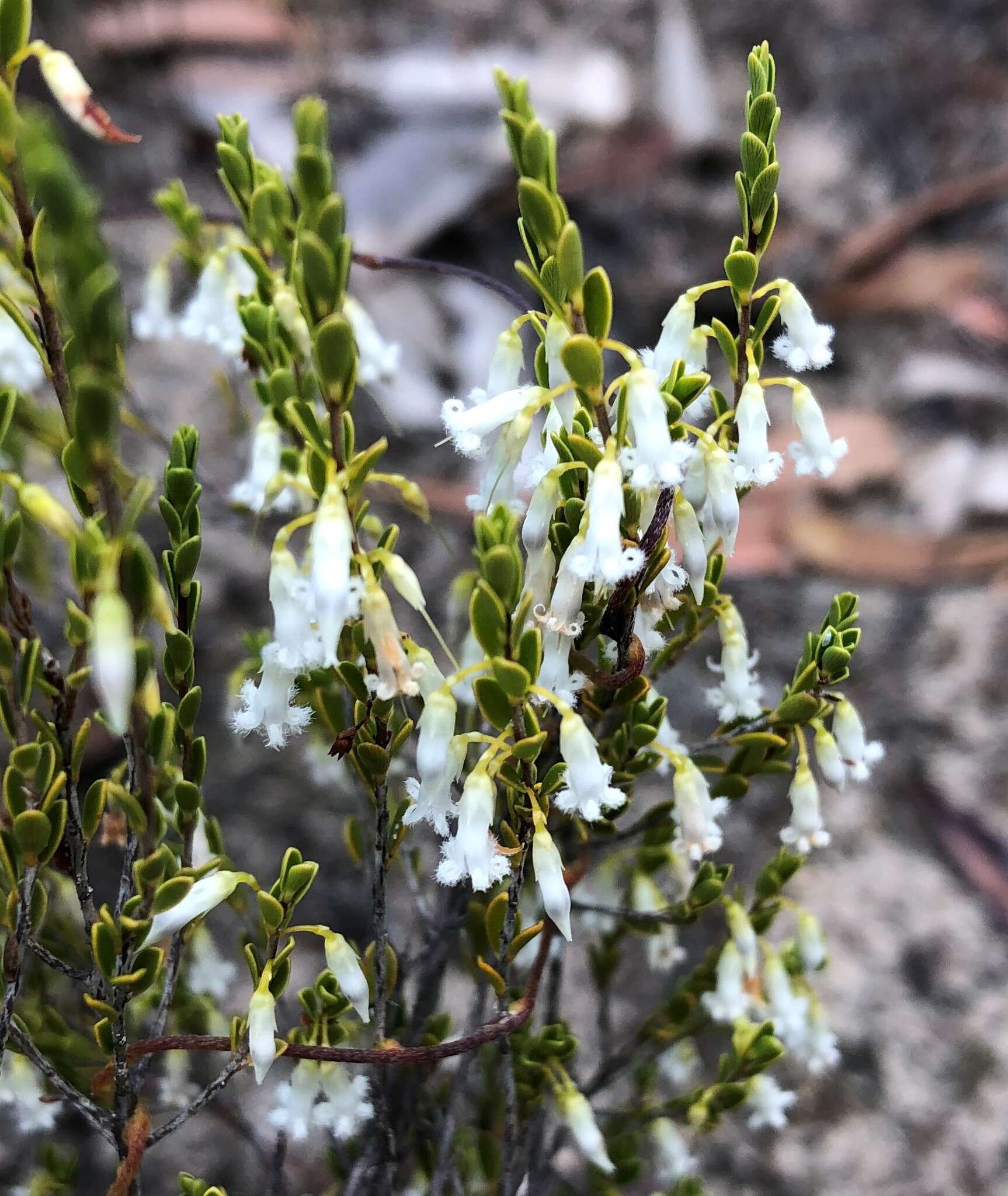 Image of Leucopogon woodsii F. Muell.