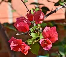 Слика од Bougainvillea glabra Choisy