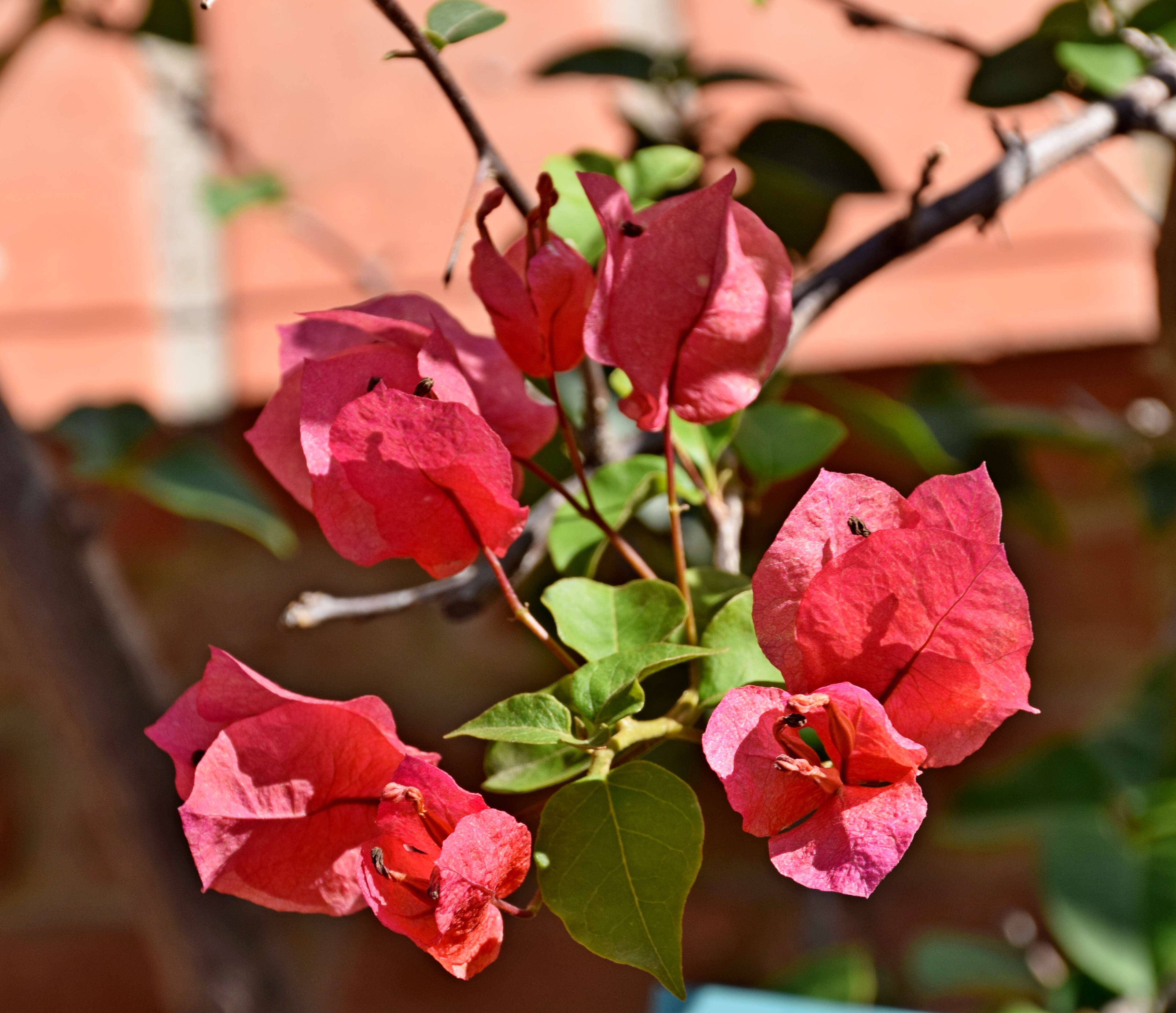 Image of paperflower