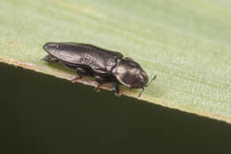 Imagem de Aphanisticus cochinchinae Obenberger 1924