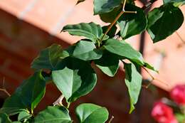 Слика од Bougainvillea glabra Choisy