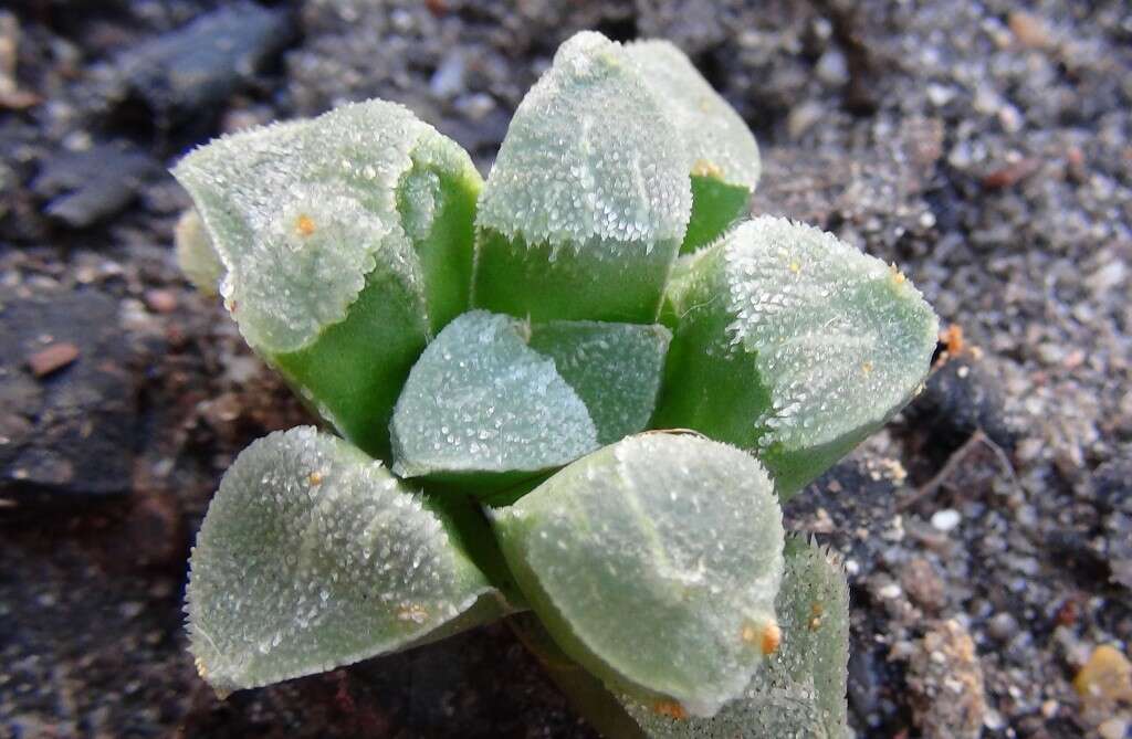 Слика од Haworthia pygmaea Poelln.