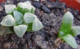 Слика од Haworthia pygmaea Poelln.