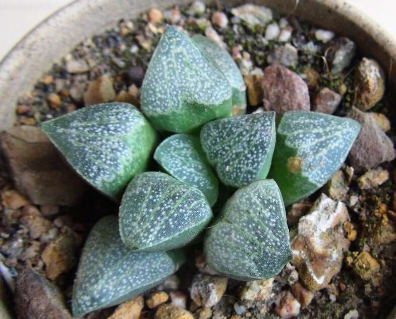 Слика од Haworthia pygmaea Poelln.