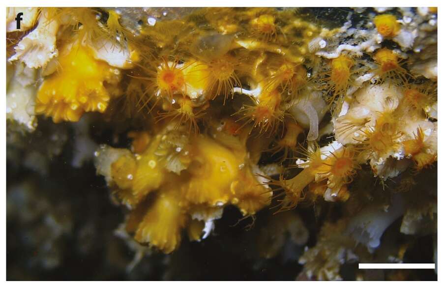 Image of symbiotic colonial anemones