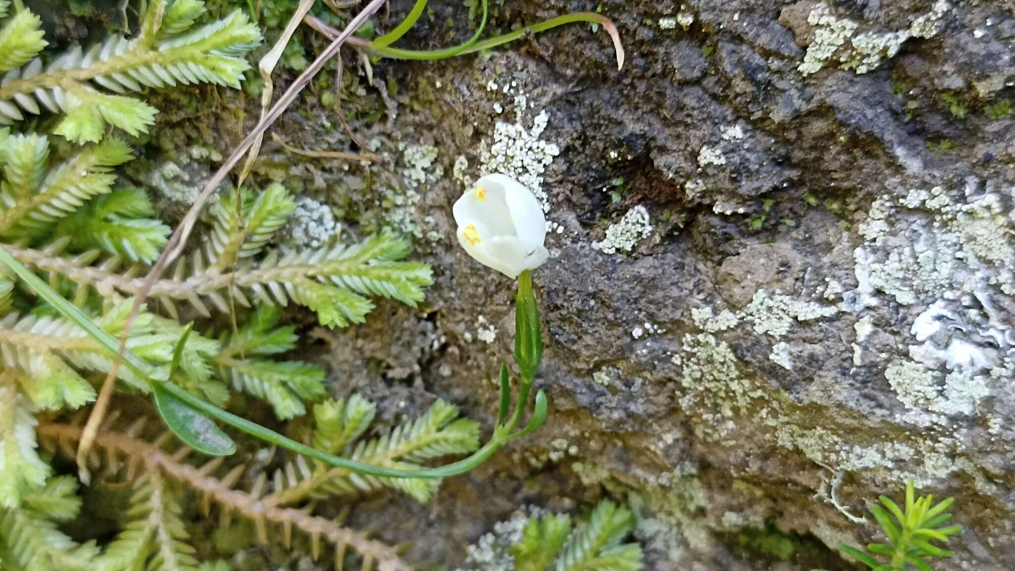 Image of Centaurium scilloides (L. fil.) Samp.