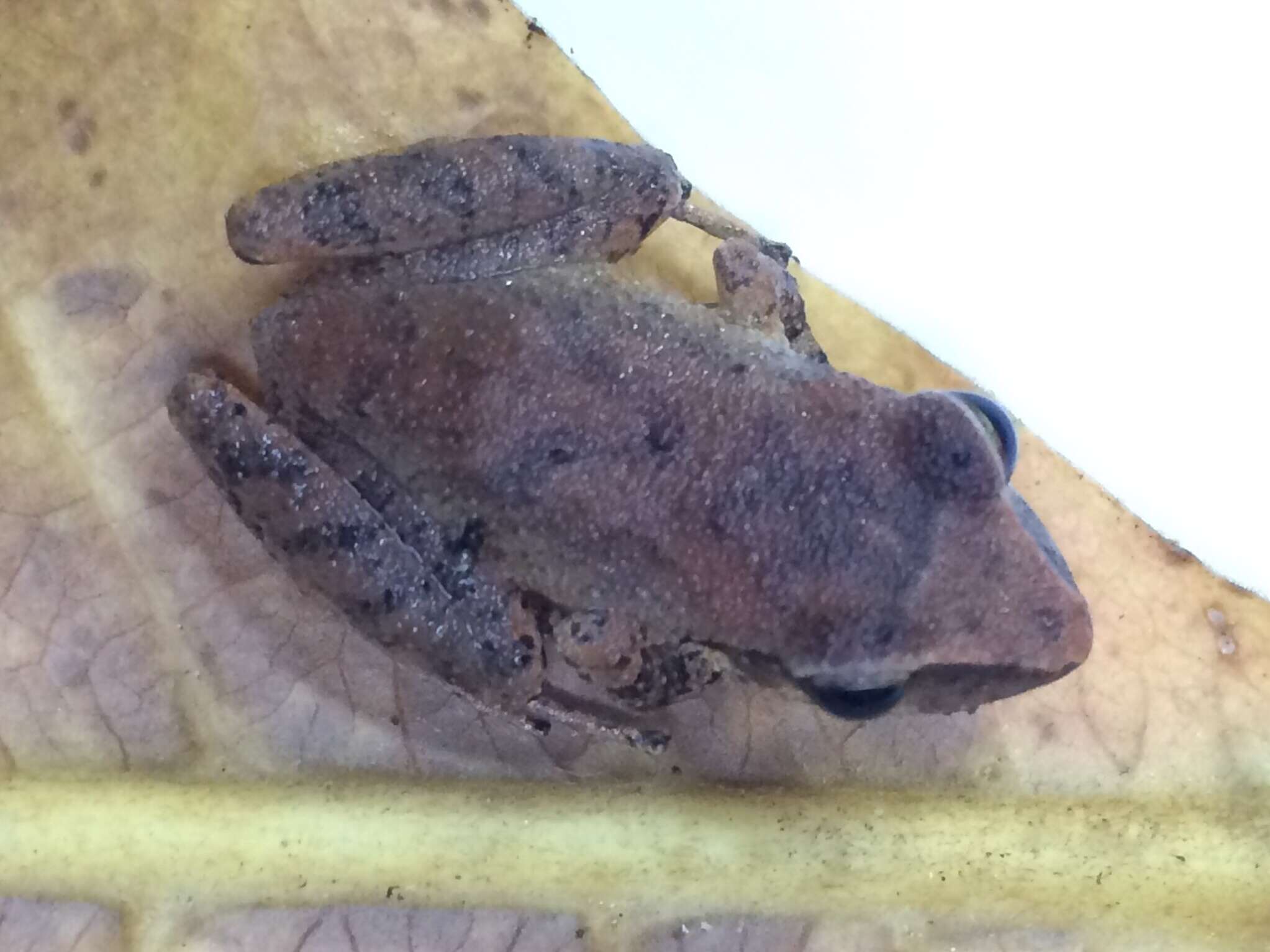 Image of Paulo's Robber Frog