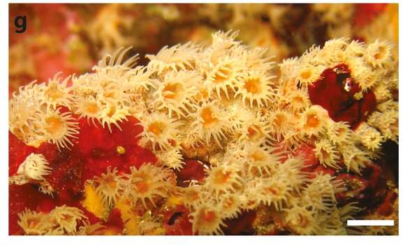 Image of symbiotic colonial anemones