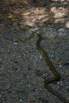 Image of Australischer Amethystpython