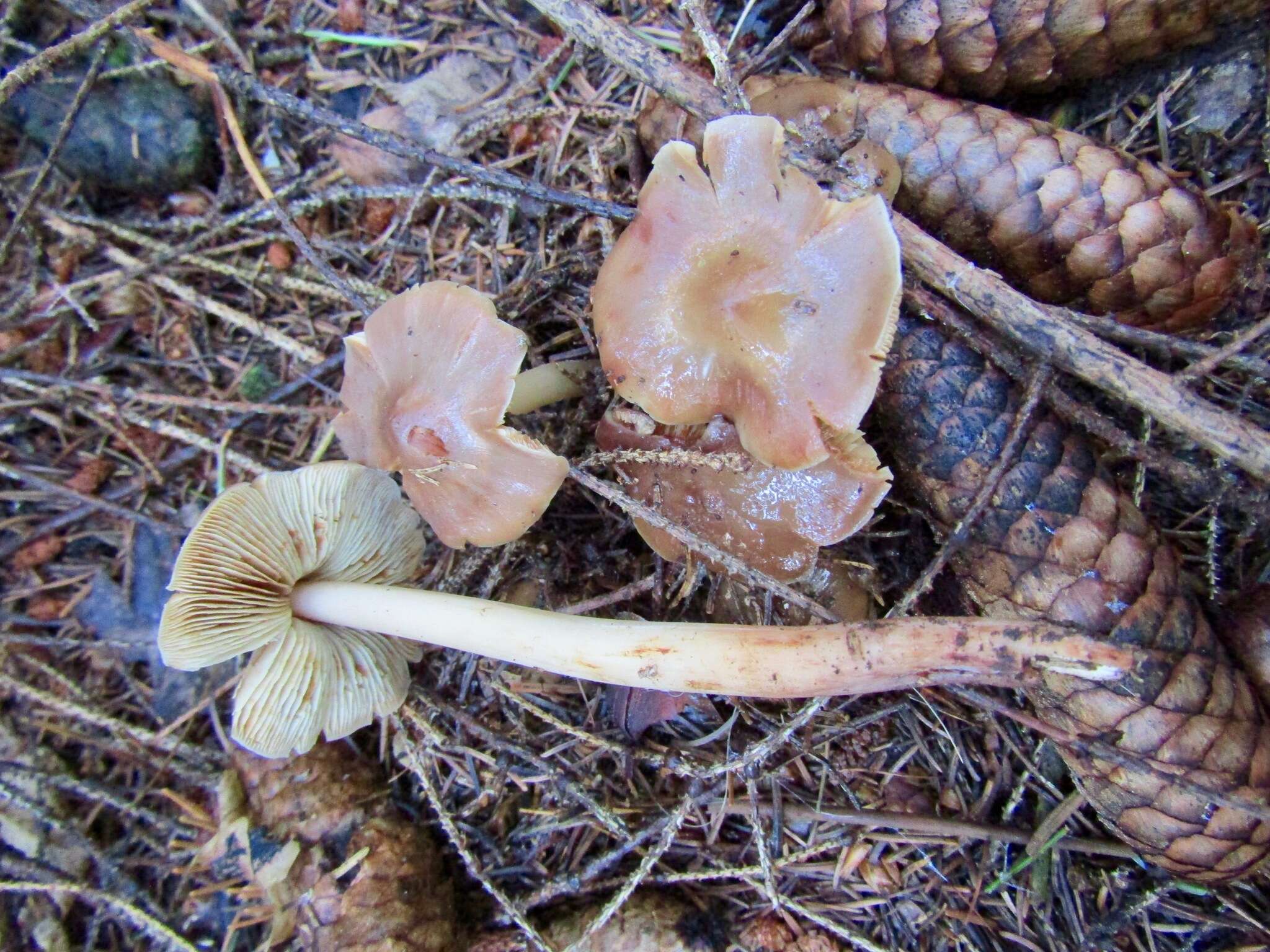 Plancia ëd Phaeocollybia lugubris (Fr.) R. Heim 1931