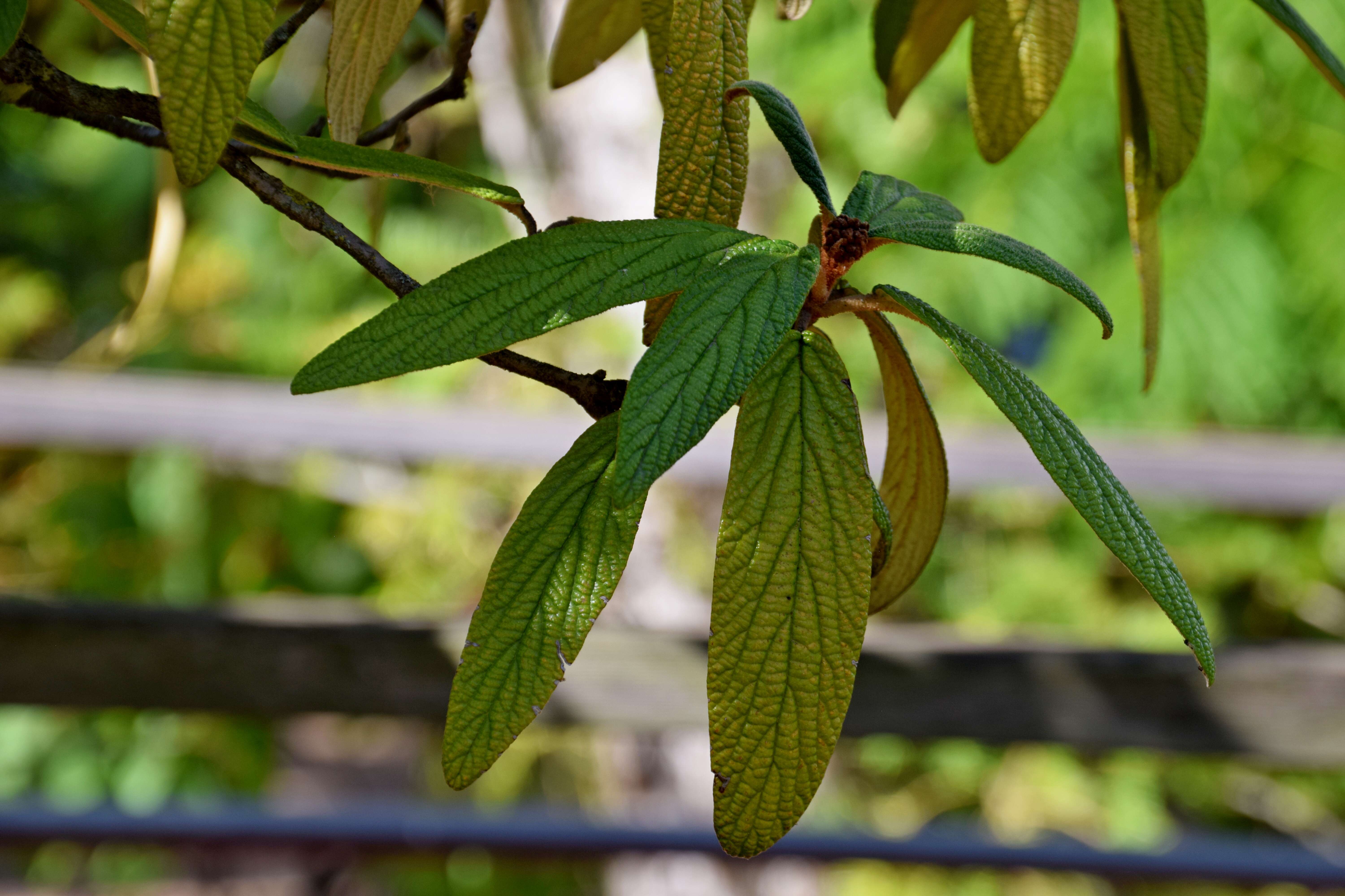 Plancia ëd Viburnum rhytidophyllum Hemsl. ex Forb. & Hemsl.