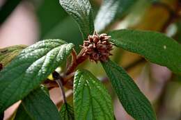 Plancia ëd Viburnum rhytidophyllum Hemsl. ex Forb. & Hemsl.