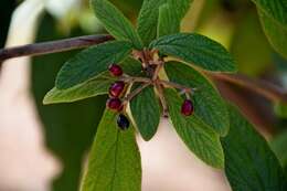 Plancia ëd Viburnum rhytidophyllum Hemsl. ex Forb. & Hemsl.