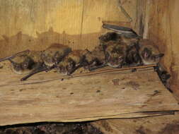 Image of little brown bat