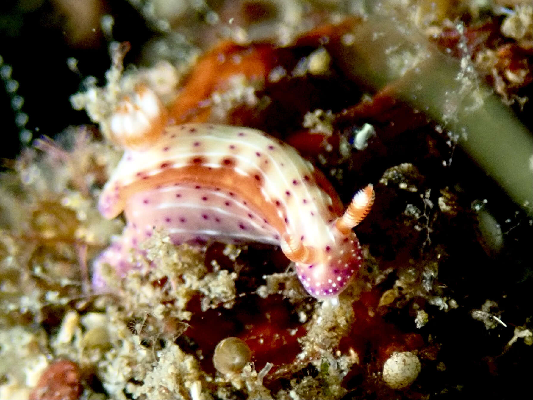 Plancia ëd Hypselodoris maculosa (Pease 1871)