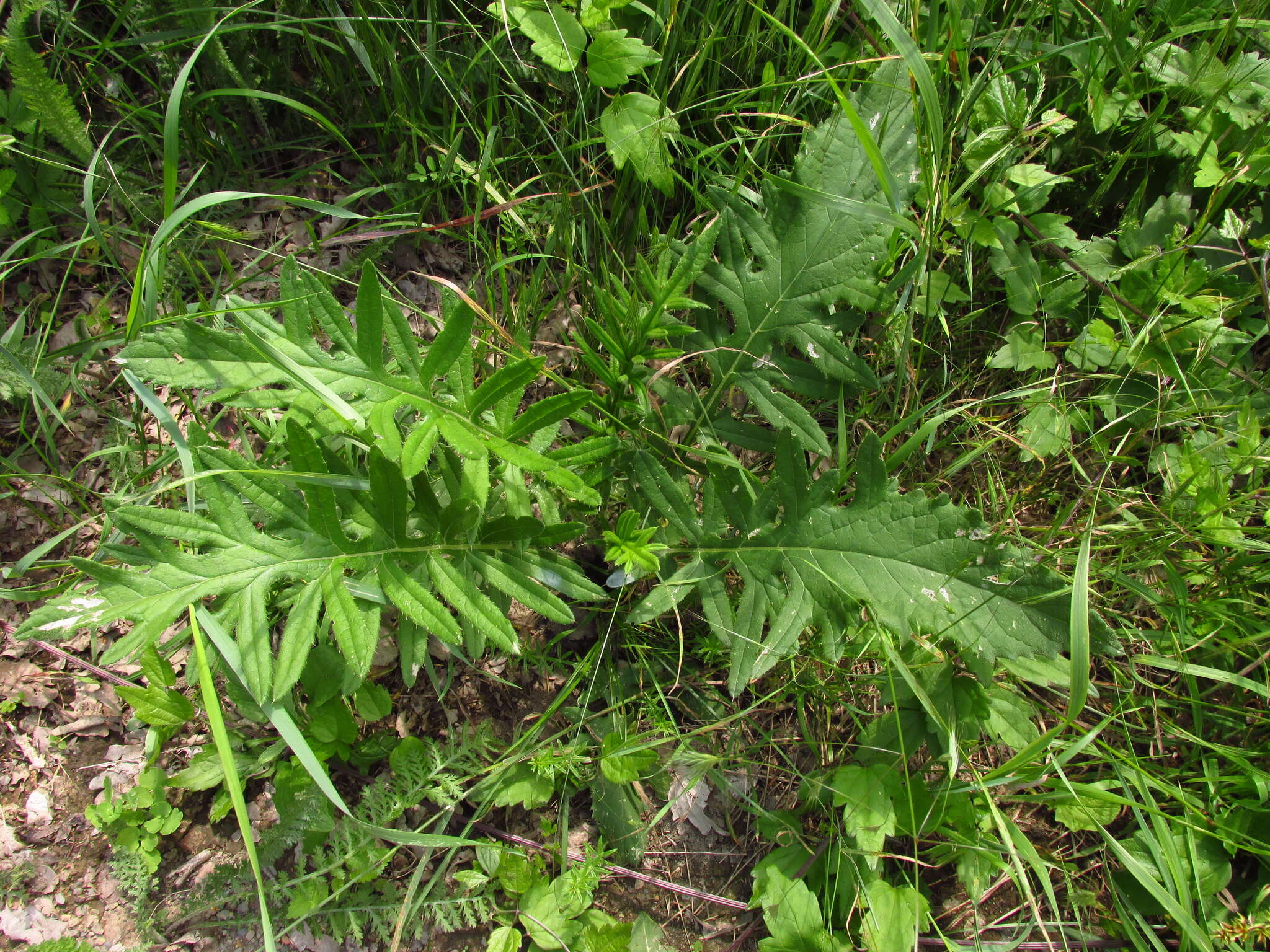 Слика од Cirsium ciliatum (Murray) Moench