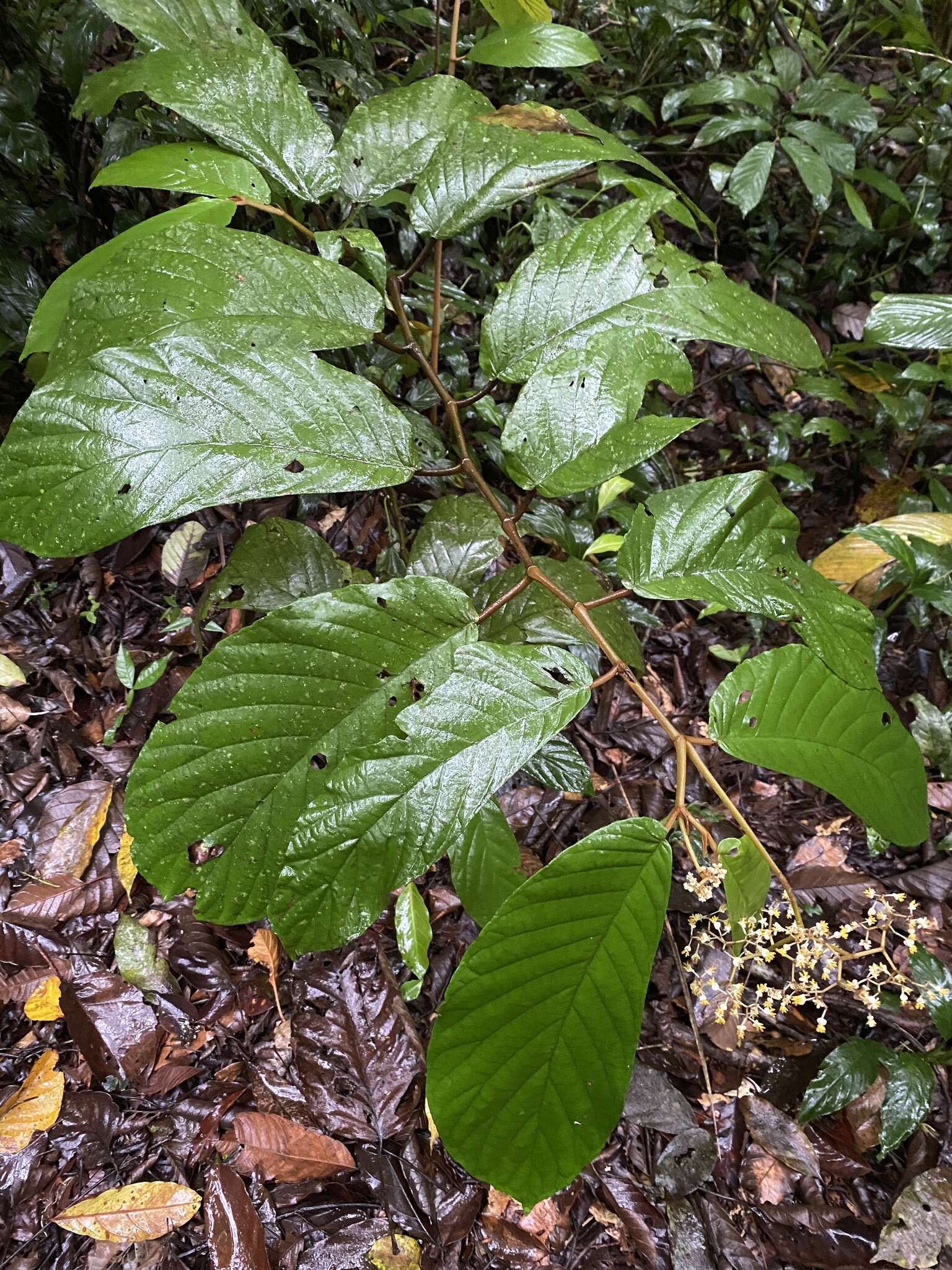 Image of Begonia hookeriana Gardner