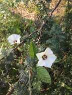 Image of Convolvulus bonariensis Cav.