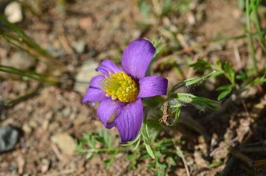 Image of Pulsatilla bungeana C. A. Mey. ex Ledeb.