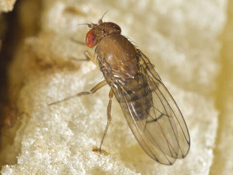 Imagem de Drosophila immigrans Sturtevant 1921