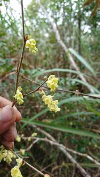 Image of winter hazel