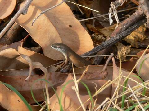 Image of Open-litter Rainbow-skink