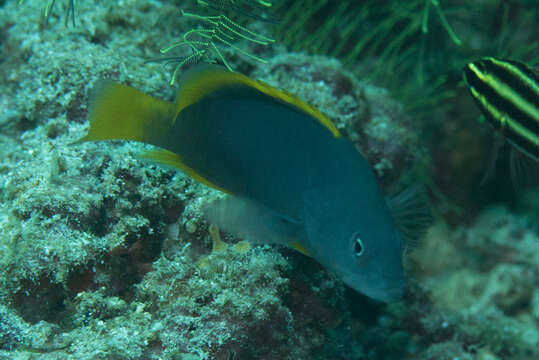 Image of Blue-spotted grouper