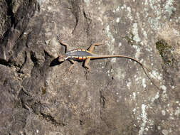 Image of Black Lava Lizard