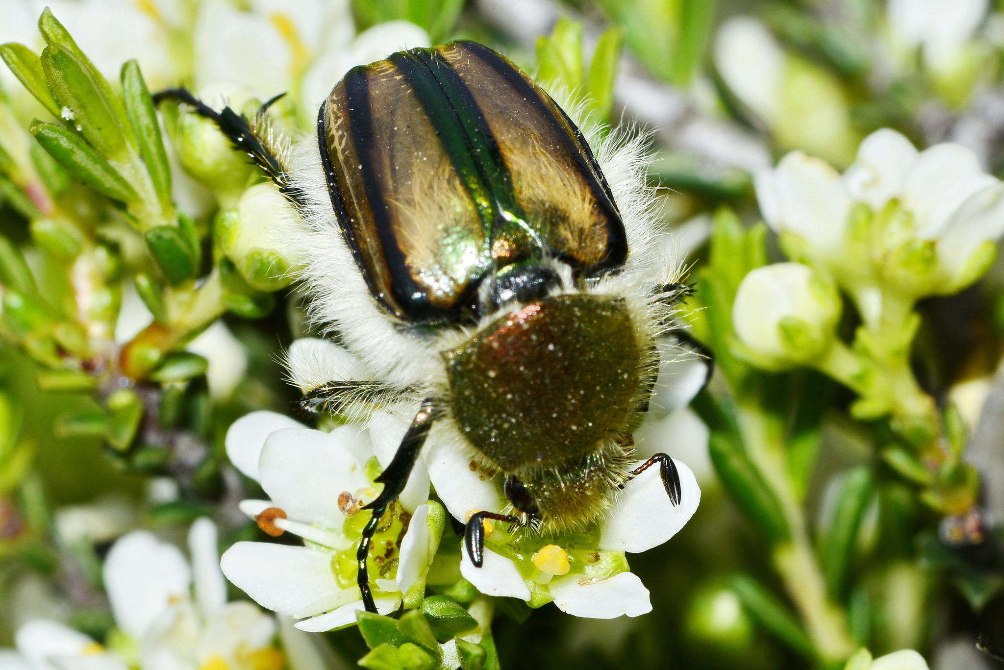 Imagem de Stegopterus vittatus (Fabricius 1775)