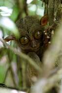 Image of Philippine tarsier