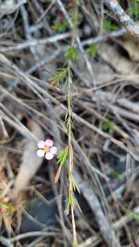 Image of Euryomyrtus ramosissima subsp. ramosissima