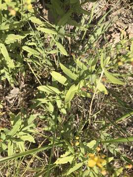 Image of rose of Sharon