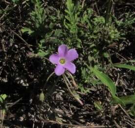 Sivun Oxalis drummondii A. Gray kuva