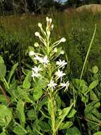 Image de Habenaria falcicornis (Lindl.) Bolus