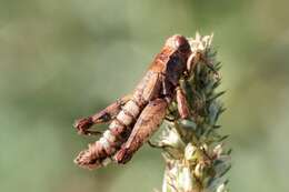 Image of Entomophaga grylli (Fresen.) A. Batko 1964