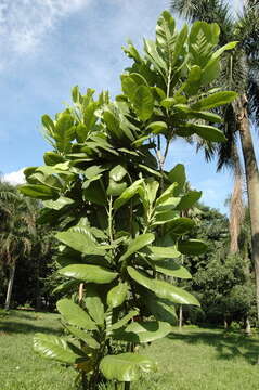 Image of Magnolia pterocarpa Roxb.