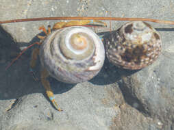 Image of blueband hermit crab