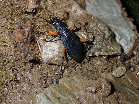 Carabus (Ctenocarabus) galicianus Gory 1839 resmi