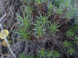 Image of Plantago subulata L.