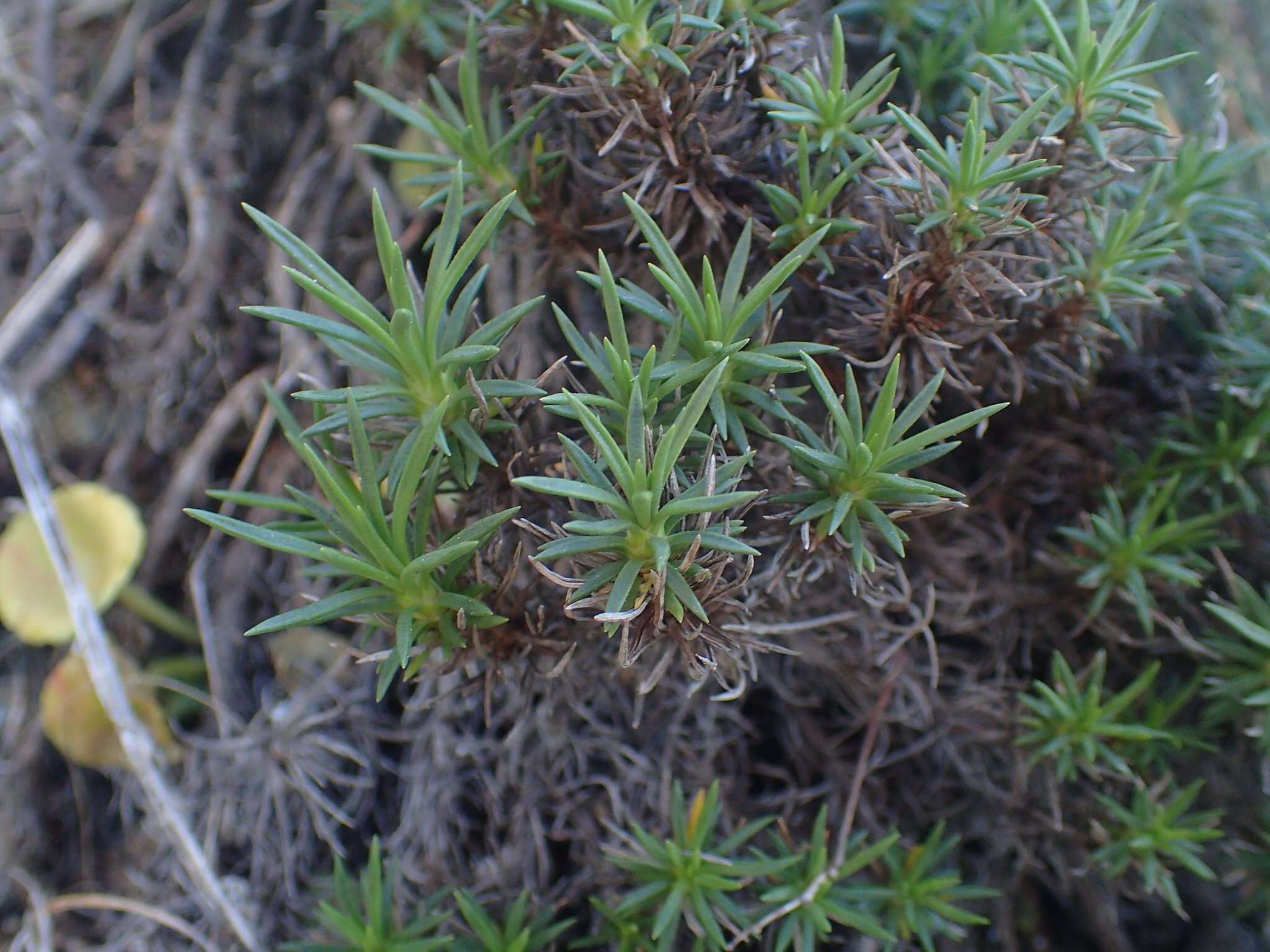 Image of Plantago subulata L.