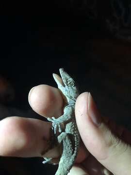 Image of Tenerife Gecko