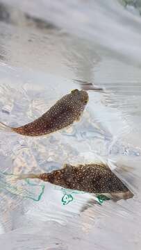 Image of Studded Pufferfish