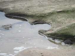 Image of African Black Oystercatcher