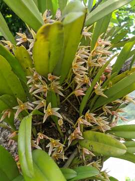 Image of Bulbophyllum affine Wall. ex Lindl.