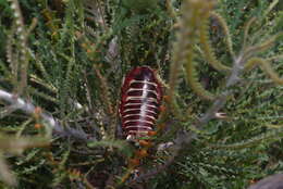 Image of Polyzosteria pulchra Mackerras 1965