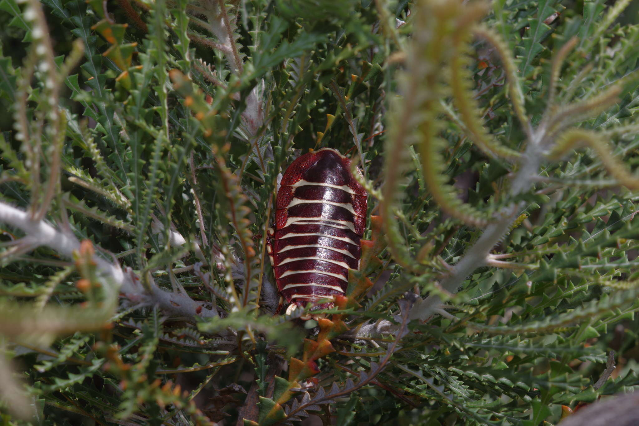 Image of Polyzosteria pulchra Mackerras 1965